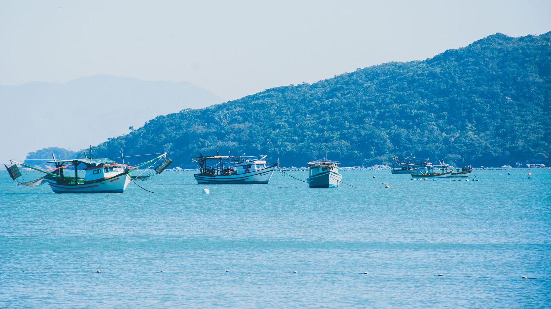 Small fishing fleet anchored in a forested bay