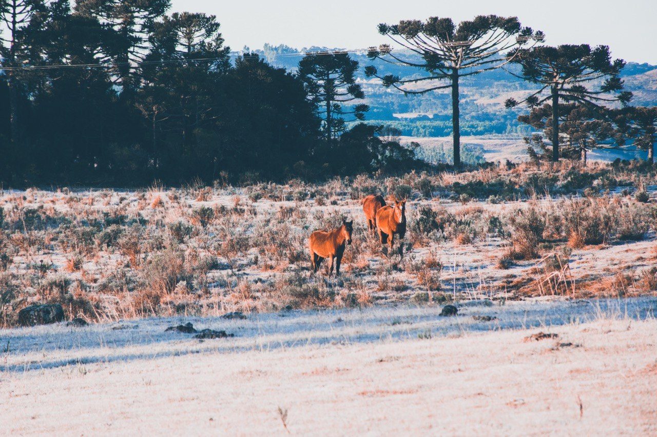Three horses on a frosted field among araucária trees