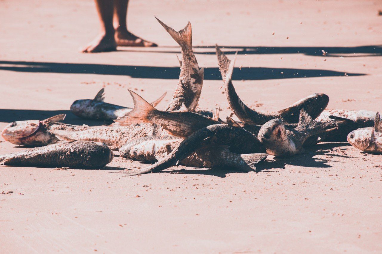 The catch of fish piled on sand