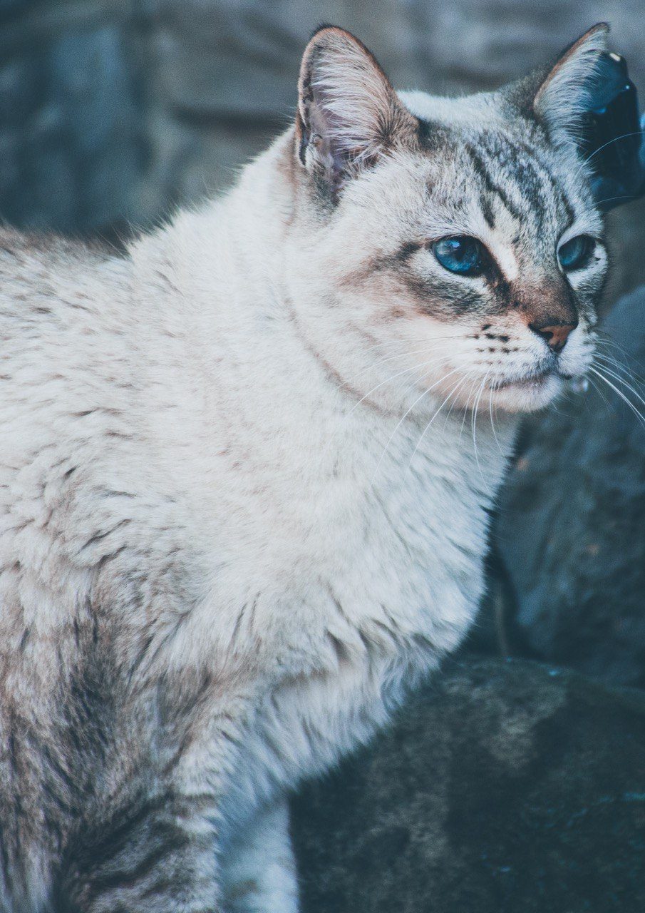 Tabby cat with piercing blue eyes