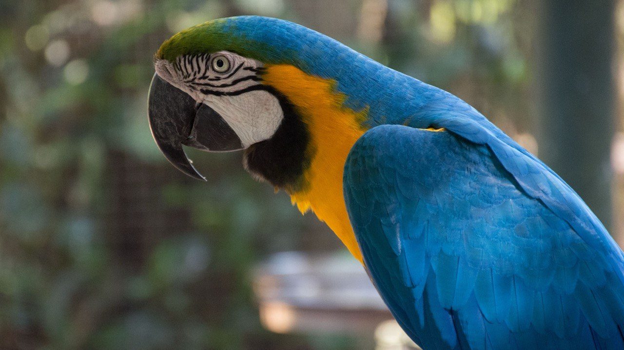 Blue-and-gold macaw in profile
